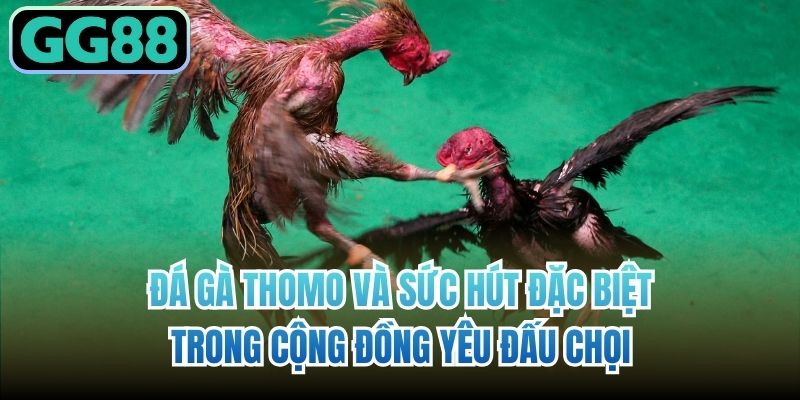 Đá gà Thomo và sức hút đặc biệt trong cộng đồng yêu đấu chọi