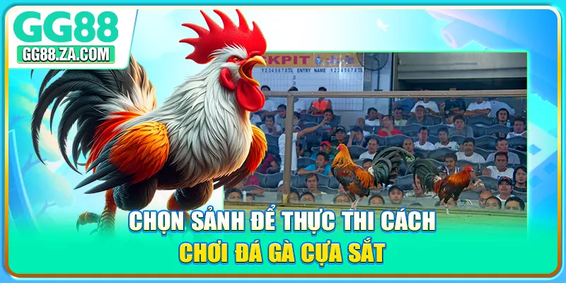 Chọn sảnh để thực thi cách chơi đá gà cựa sắt
