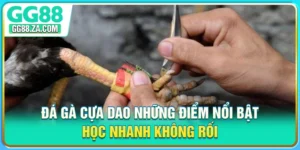 Đá Gà Cựa Dao - Những Điểm Nổi Bật, Học Nhanh Không Rối