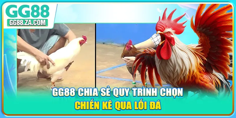 GG88 chia sẻ quy trình chọn chiến kê qua lối đá